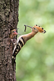 Image. Eurasian Hoopoe