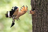 Image. Eurasian Hoopoe