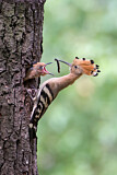 Image. Eurasian Hoopoe