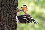 Image. Eurasian Hoopoe