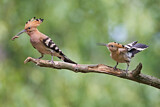 Image. Eurasian Hoopoe