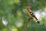 Image. Eurasian Hoopoe
