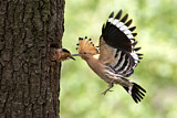 Image. Eurasian Hoopoe
