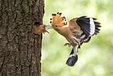 Image. Eurasian Hoopoe