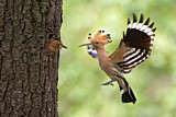 Image. Eurasian Hoopoe