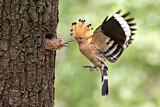 Image. Eurasian Hoopoe