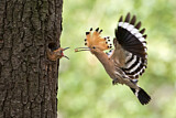 Image. Eurasian Hoopoe