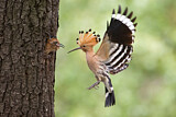 Image. Eurasian Hoopoe