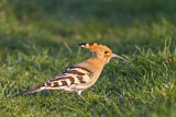 Image. Eurasian Hoopoe