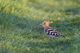 Image. Eurasian Hoopoe