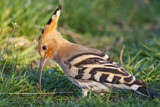 Image. Eurasian Hoopoe