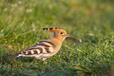 Image. Eurasian Hoopoe
