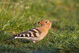 Image. Eurasian Hoopoe