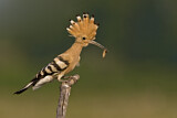 Image. Eurasian Hoopoe