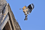 Image. Eurasian Hoopoe