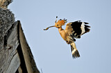 Image. Eurasian Hoopoe