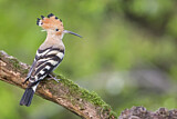 Image. Eurasian Hoopoe