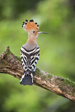 Image. Eurasian Hoopoe