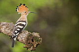 Image. Eurasian Hoopoe