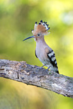 Image. Eurasian Hoopoe