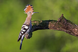 Image. Eurasian Hoopoe