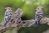 Image. Eurasian Hoopoe
