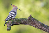 Image. Eurasian Hoopoe