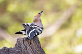 Image. Eurasian Hoopoe