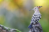 Image. Eurasian Hoopoe