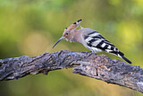 Image. Eurasian Hoopoe