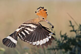 Image. Eurasian Hoopoe