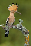 Image. Eurasian Hoopoe
