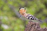 Image. Eurasian Hoopoe