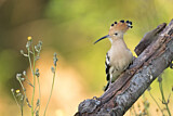 Image. Eurasian Hoopoe