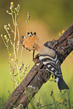 Image. Eurasian Hoopoe