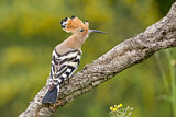 Image. Eurasian Hoopoe