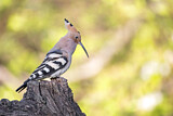 Image. Eurasian Hoopoe