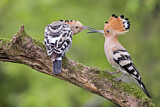 Image. Eurasian Hoopoe