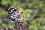 Image. Eurasian Hoopoe