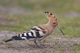 Image. Eurasian Hoopoe