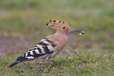 Image. Eurasian Hoopoe