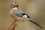 Image. Eurasian Jay