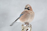Image. Eurasian Jay