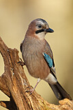 Image. Eurasian Jay