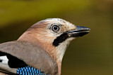 Image. Eurasian Jay