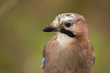 Image. Eurasian Jay