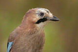 Image. Eurasian Jay