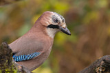 Image. Eurasian Jay