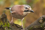Image. Eurasian Jay
