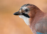 Image. Eurasian Jay
